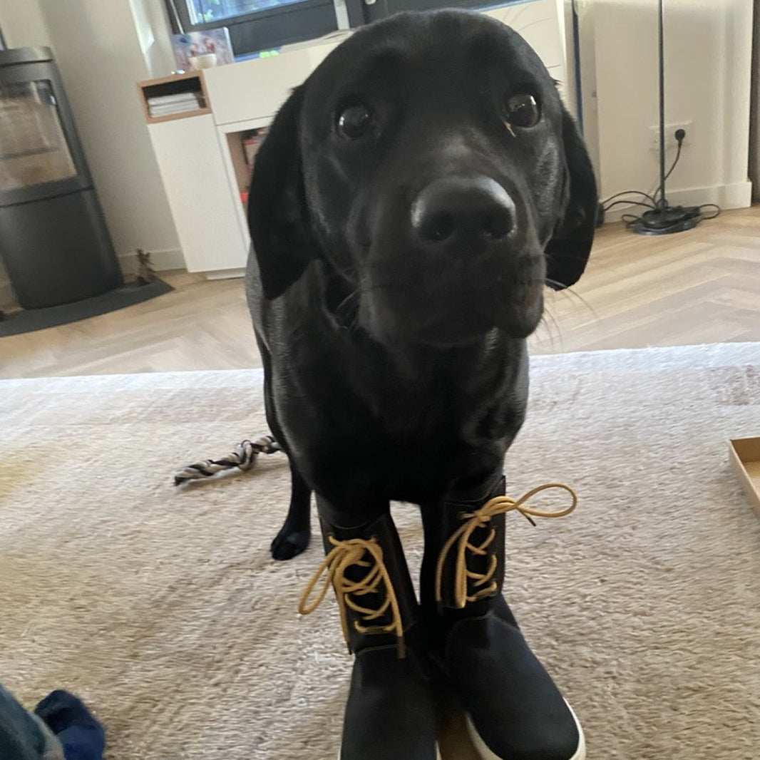 Nanouk de zeehond